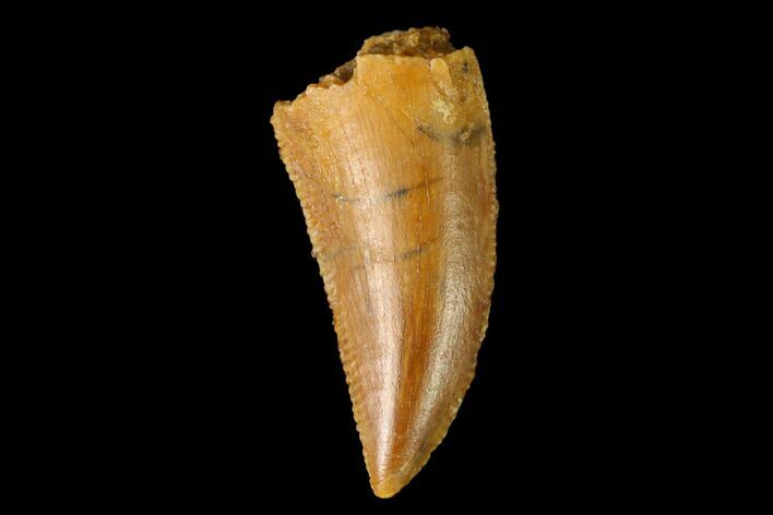 Serrated, Raptor Tooth - Real Dinosaur Tooth #152478